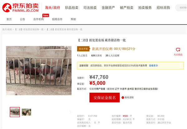 近2000人次圍觀競(jìng)買藏香豬、亮鳳雞 一批“美食原材料”活物12月27日京東開拍(圖2)