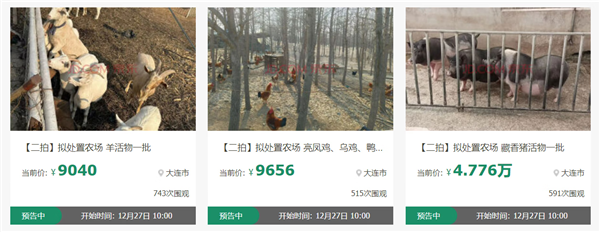 近2000人次圍觀競(jìng)買藏香豬、亮鳳雞 一批“美食原材料”活物12月27日京東開拍(圖1)