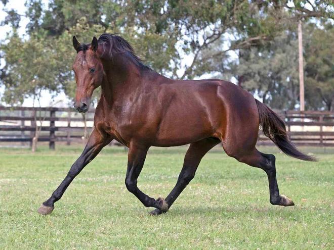 KAIYUN網(wǎng)頁 開云com19匹全球頂尖種馬大閱兵！2024新西蘭周歲走馬拍賣會大年初九直播！中國馬主可實時出價競拍！(圖2)