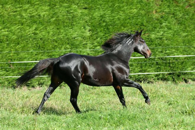 KAIYUN網(wǎng)頁 開云com19匹全球頂尖種馬大閱兵！2024新西蘭周歲走馬拍賣會大年初九直播！中國馬主可實時出價競拍！(圖5)